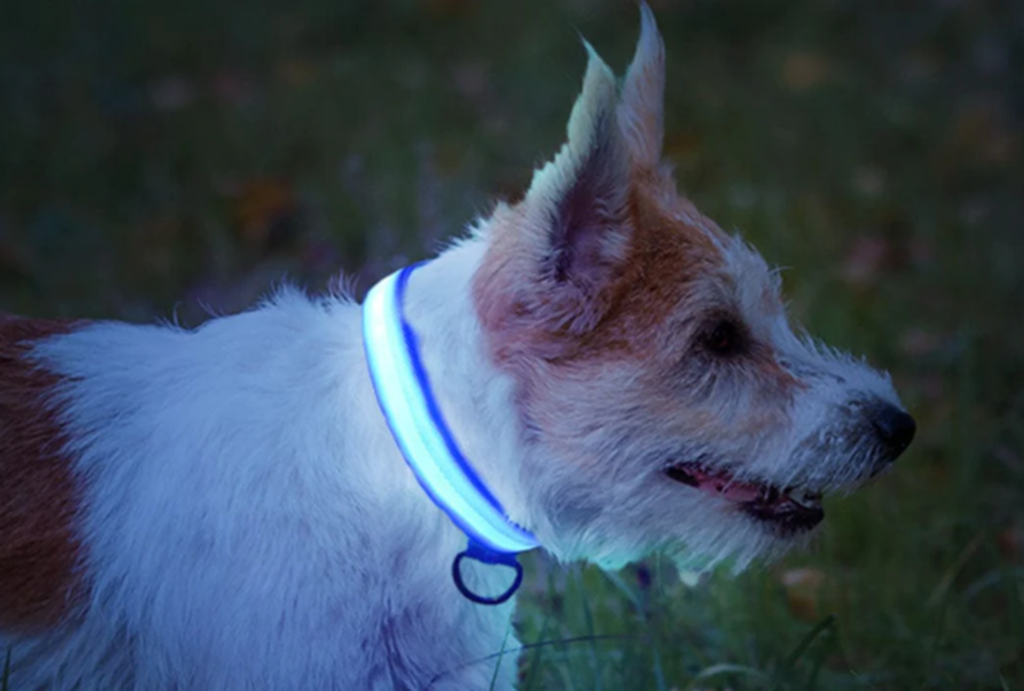 Glow-in-the-dark collar. Elevate your wellbeing.