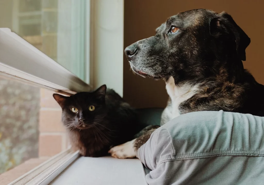 Cat and dog at window. Pets as companions.